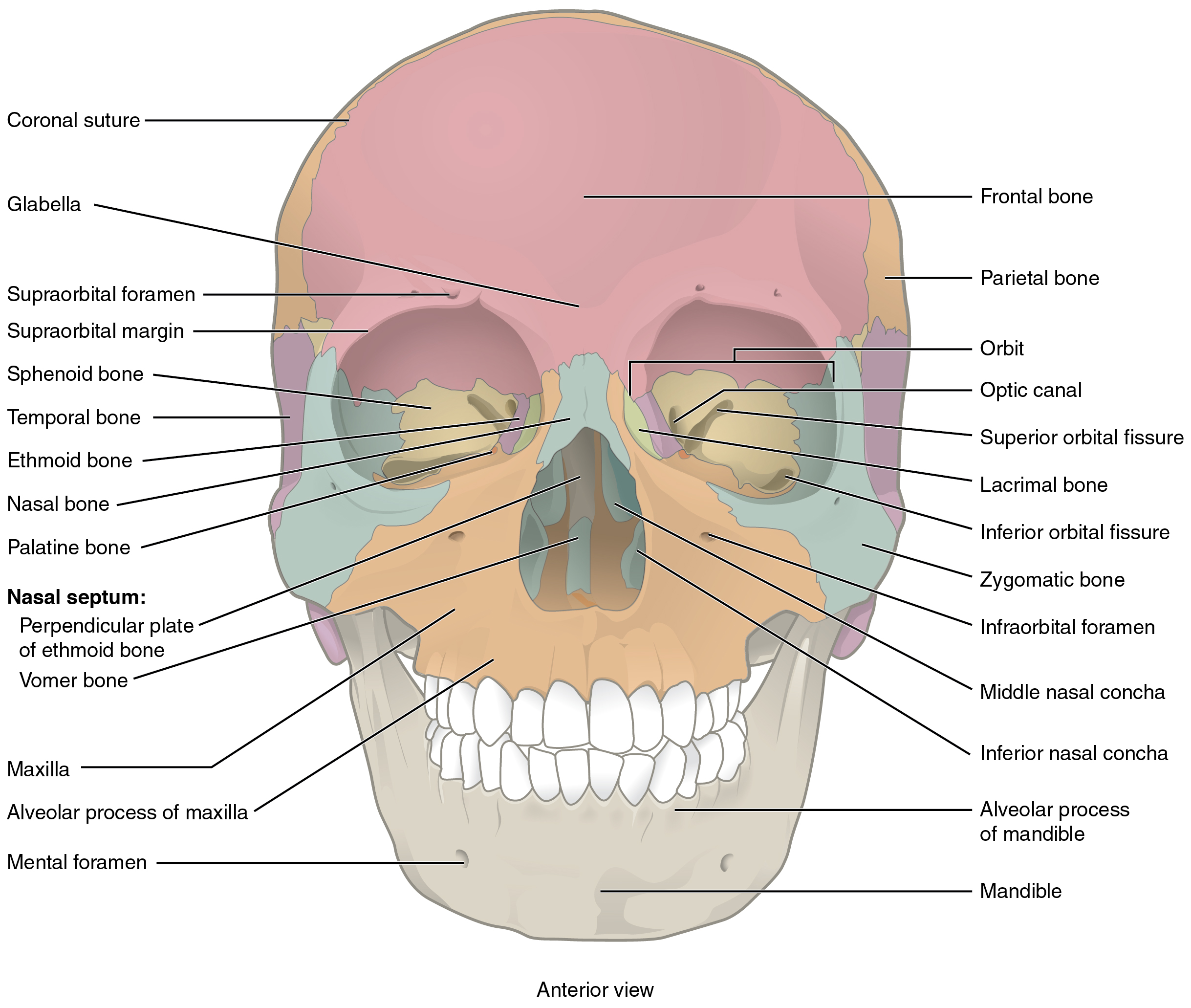 Textbook anterior skull illustration
